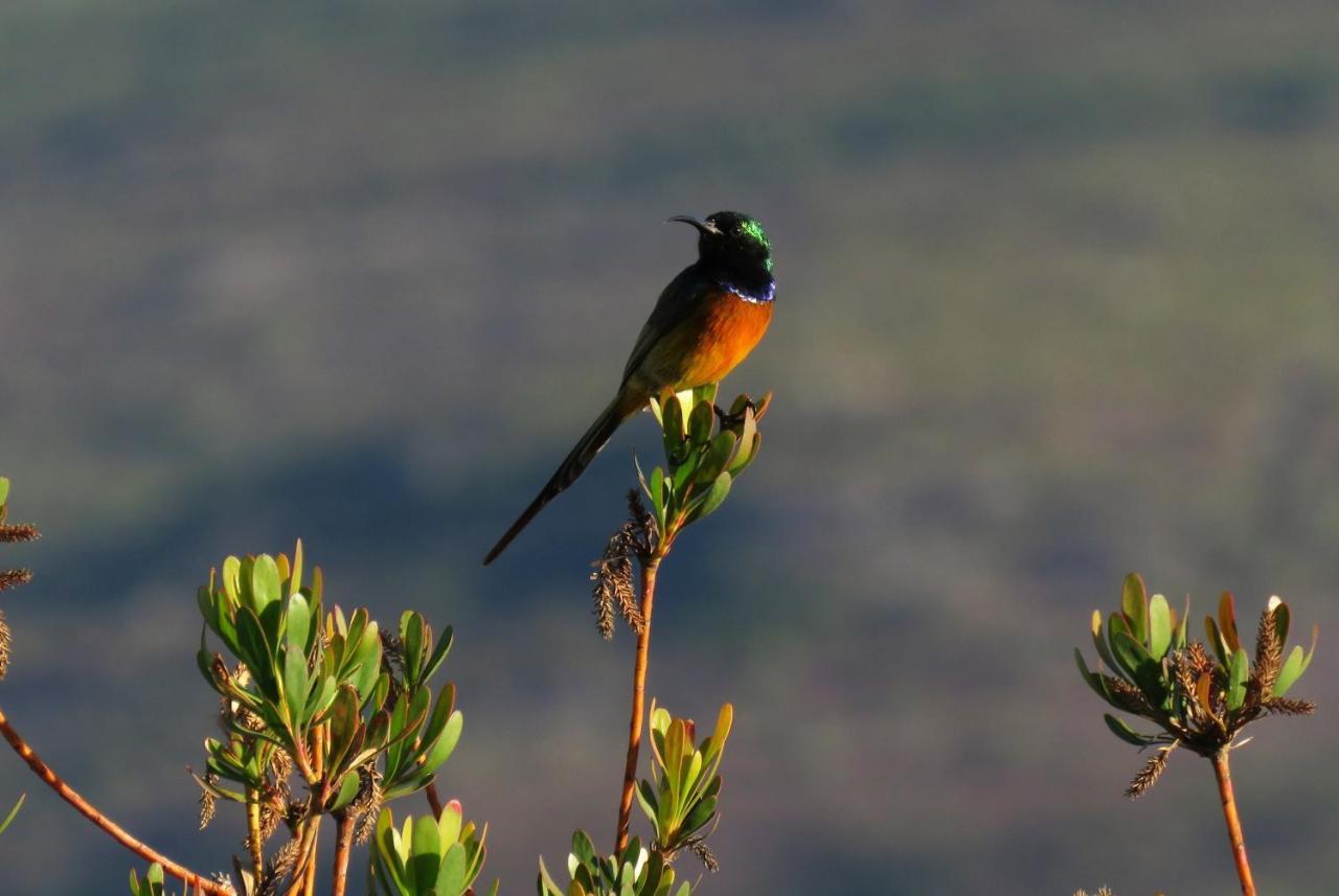 Farm 215 Private Nature Reserve Uilenkraal 外观 照片